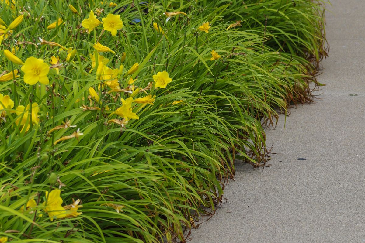 Concrete walkway lined with blooming daylilies in a summer yard.
